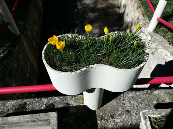 sternbergia
